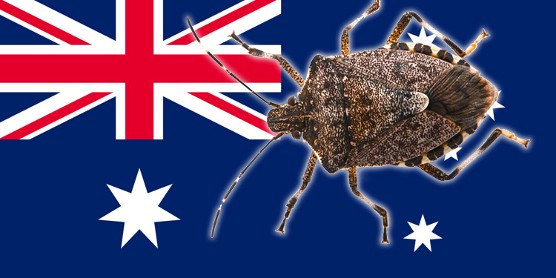 Australie & Nouvelle Zélande : traitement phytosanitaire contre les punaises marbrées
