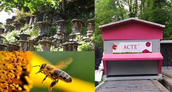Une action engagée de plus : ACTE International sauve des abeilles !